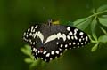 096 Afrikanischer Schwalbenschwanz - Papilio demedocus